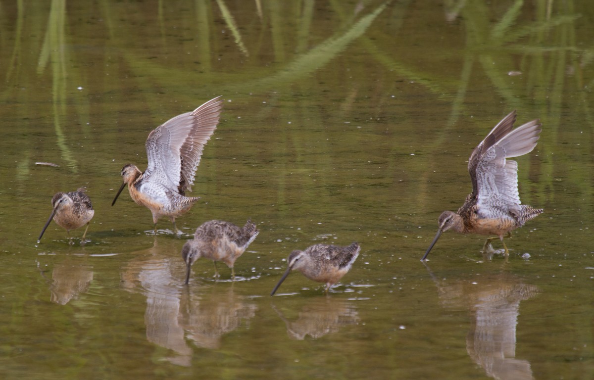 Long-billed Dowitcher - ML72292621