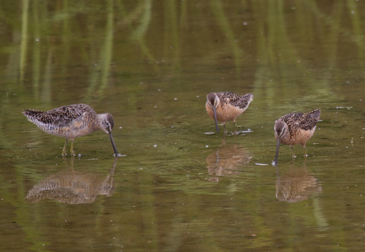 Long-billed Dowitcher - ML72292671