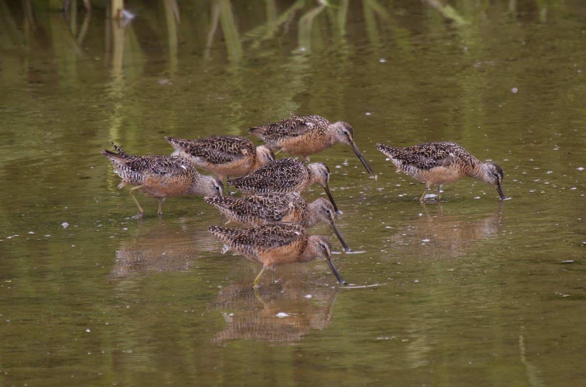 Long-billed Dowitcher - ML72292681