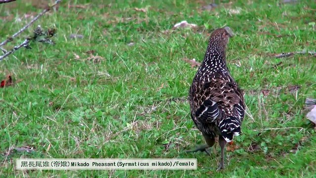 Mikado Pheasant - ML722939