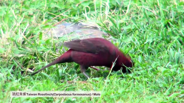 Taiwan Rosefinch - ML722940