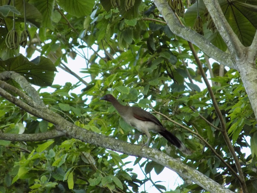 Chestnut-winged Chachalaca - ML72294031