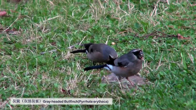 Taiwan Bullfinch - ML722941