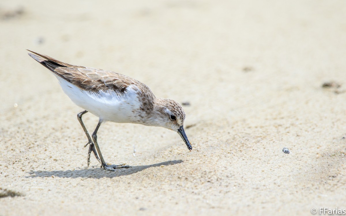 Semipalmated Sandpiper - ML72294131