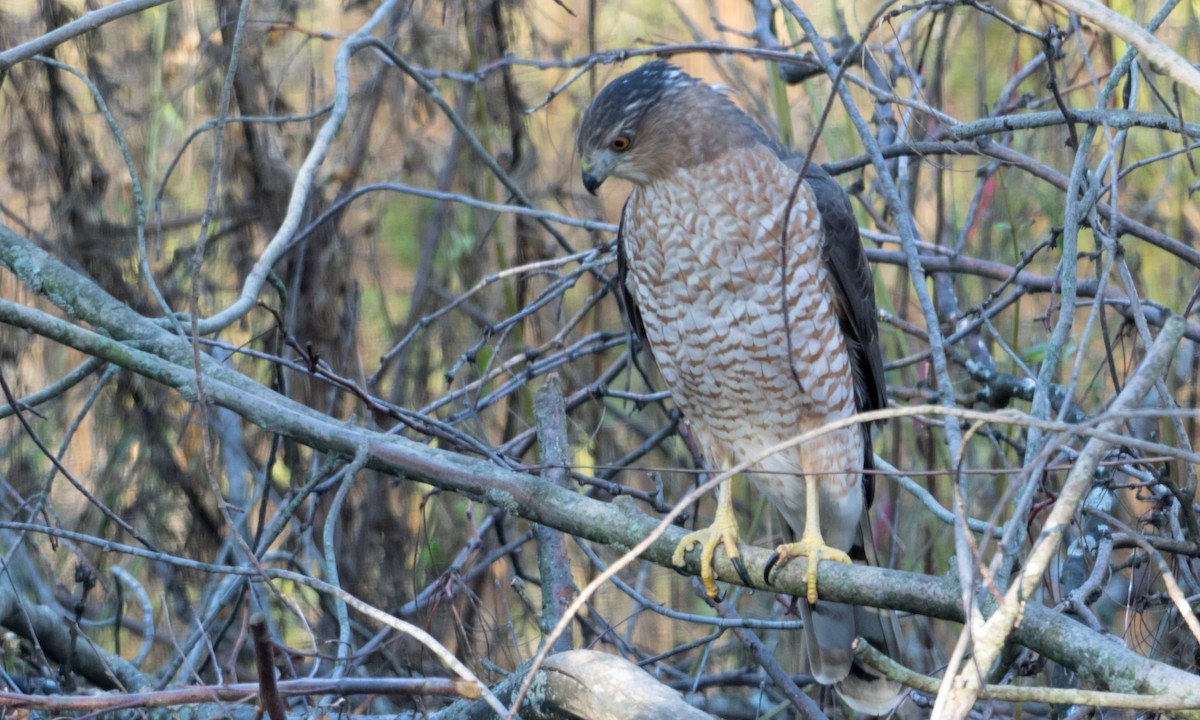 Cooper's Hawk - Brad Heath