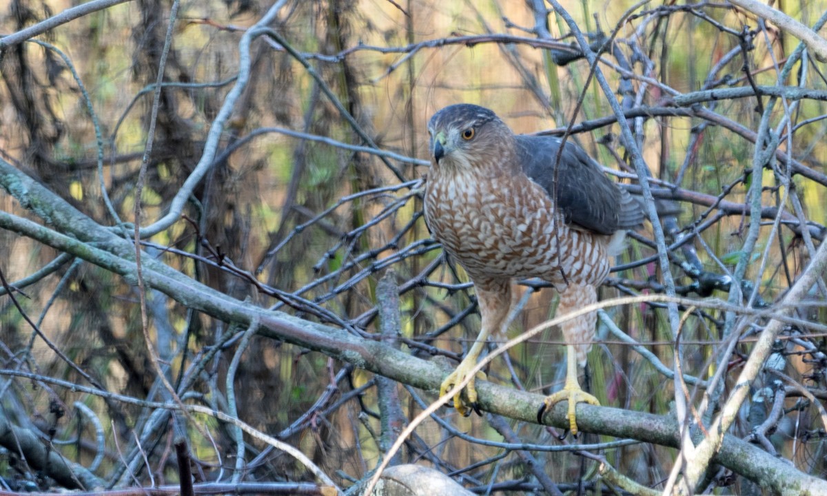 Cooper's Hawk - Brad Heath