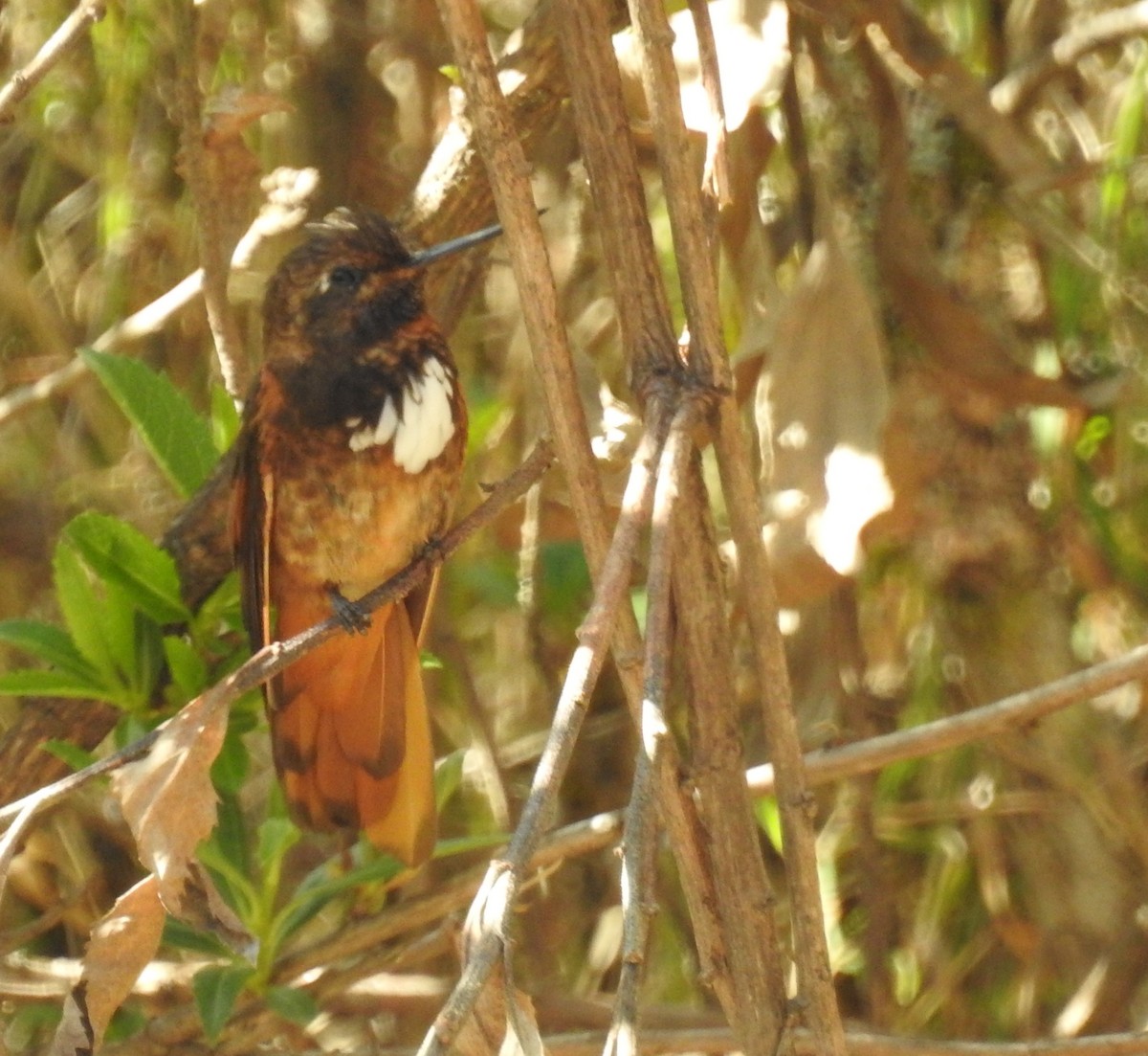 White-tufted Sunbeam - ML72297461