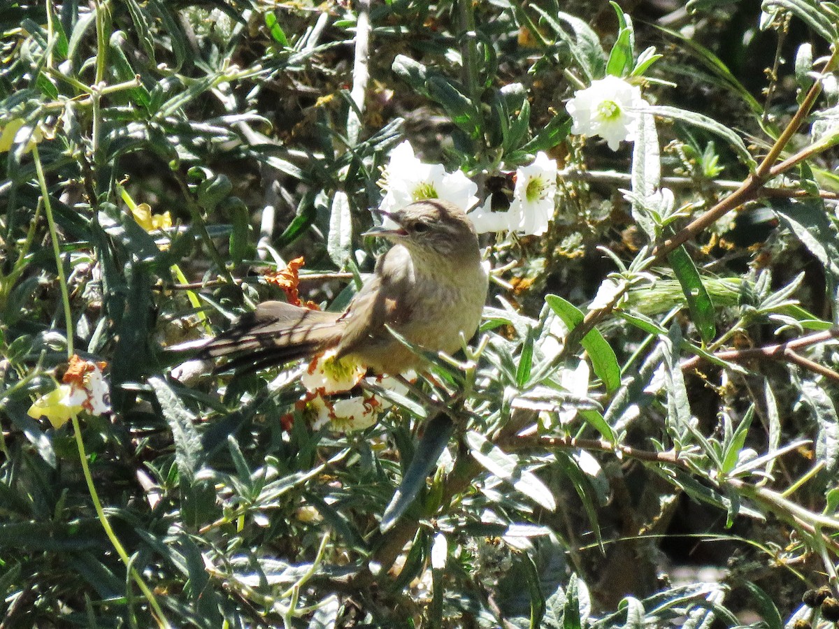 Dusky-tailed Canastero - ML72298171