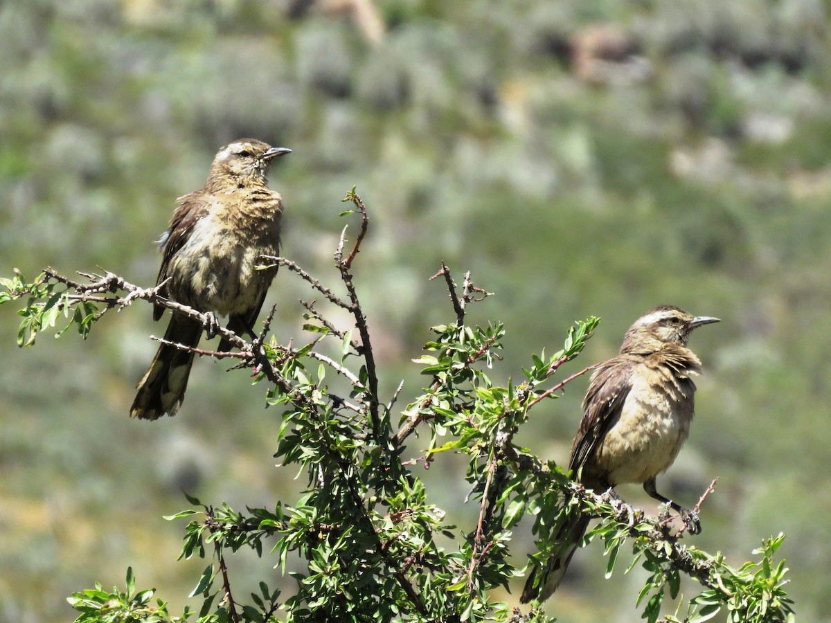 Chilean Mockingbird - ML72298611