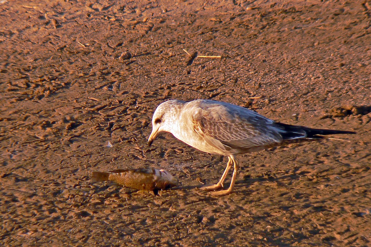Short-billed Gull - ML72298661