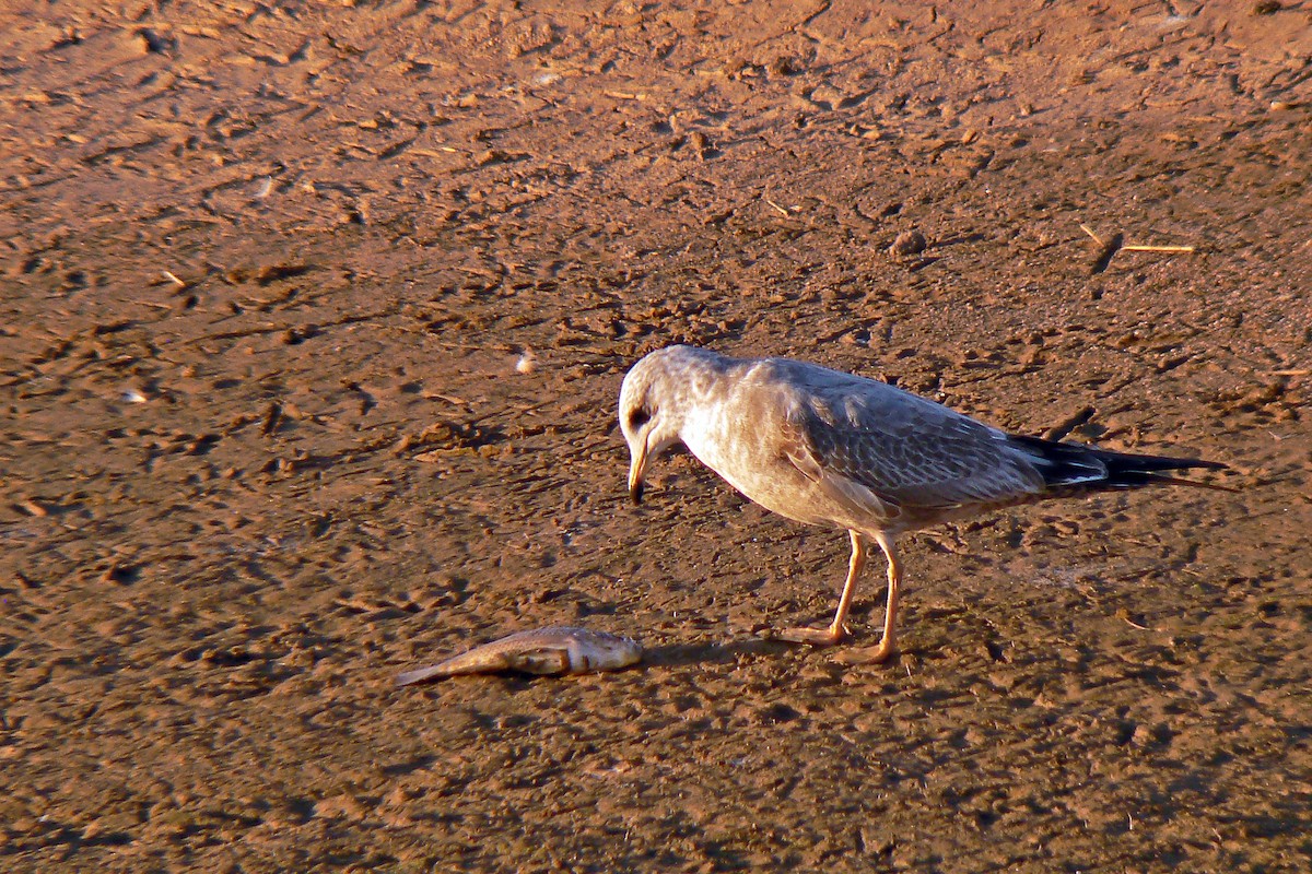 Short-billed Gull - ML72298691