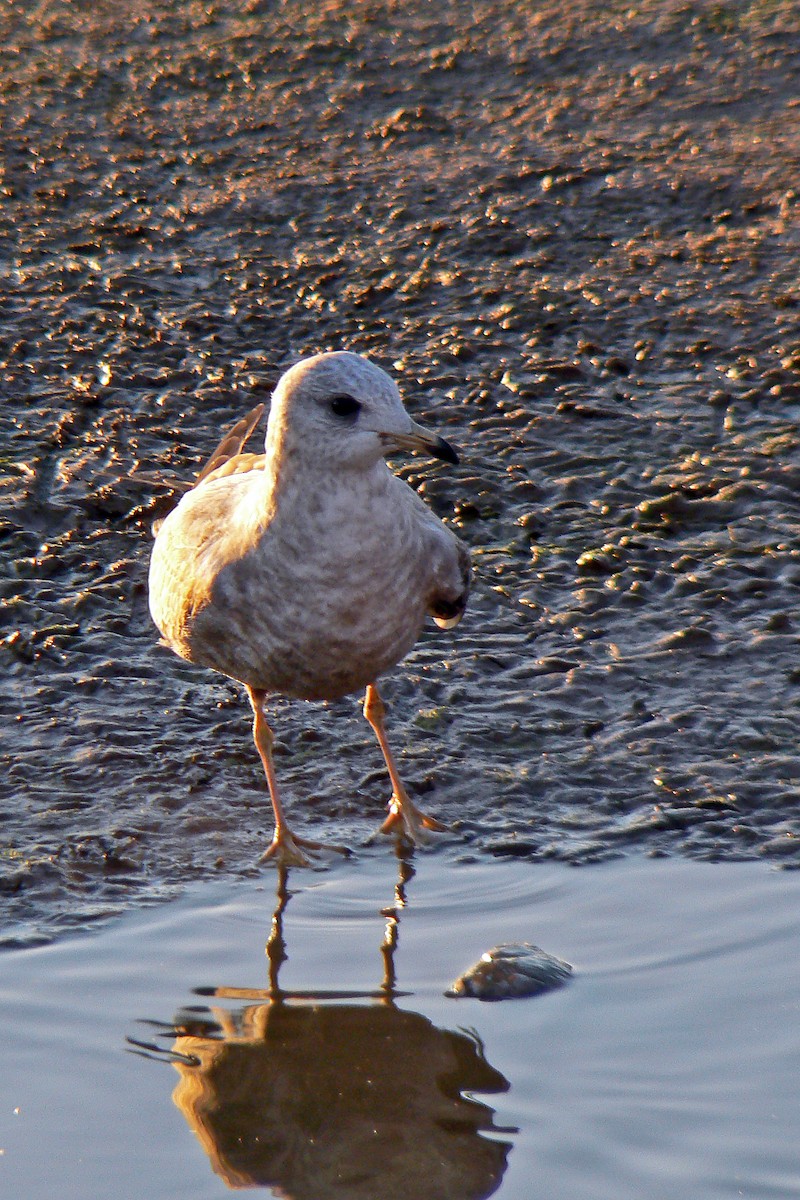 Short-billed Gull - ML72298731