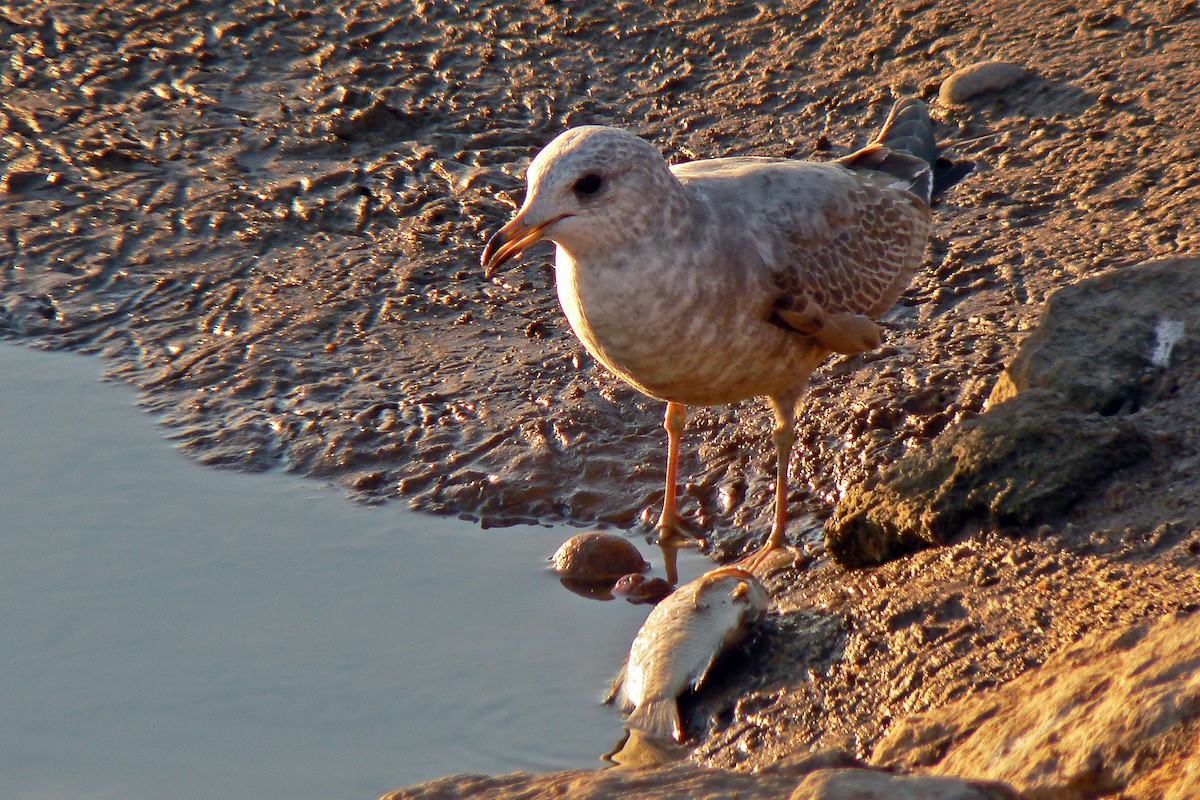 Short-billed Gull - ML72298741
