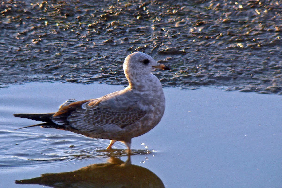 Short-billed Gull - ML72298751