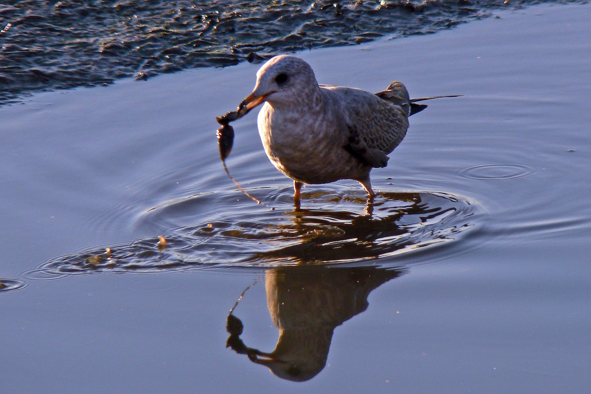 Short-billed Gull - ML72298761