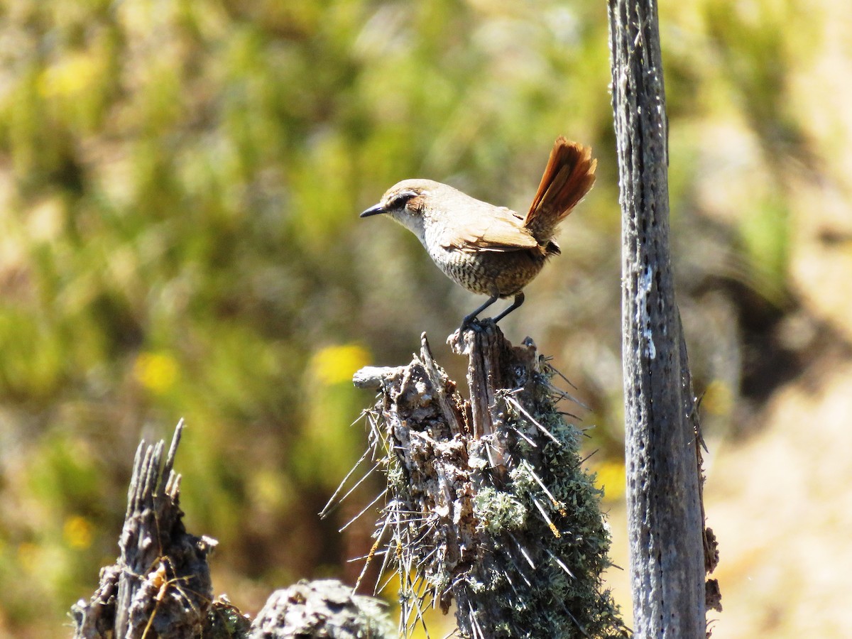 White-throated Tapaculo - ML72298771