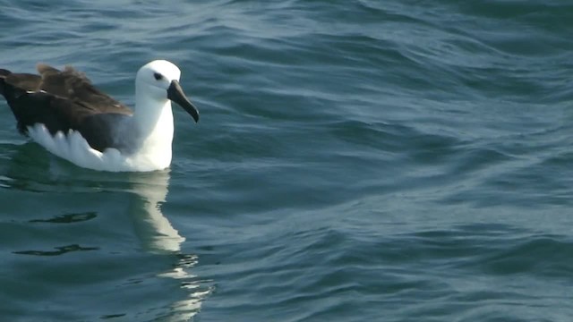 Atlantic Yellow-nosed Albatross - ML722992