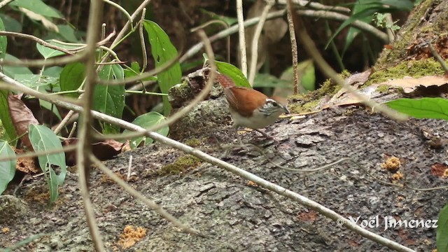 Rufous-and-white Wren - ML722993