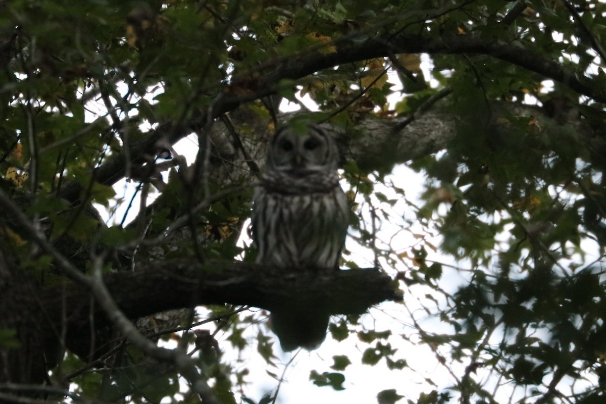 Barred Owl - ML72300231