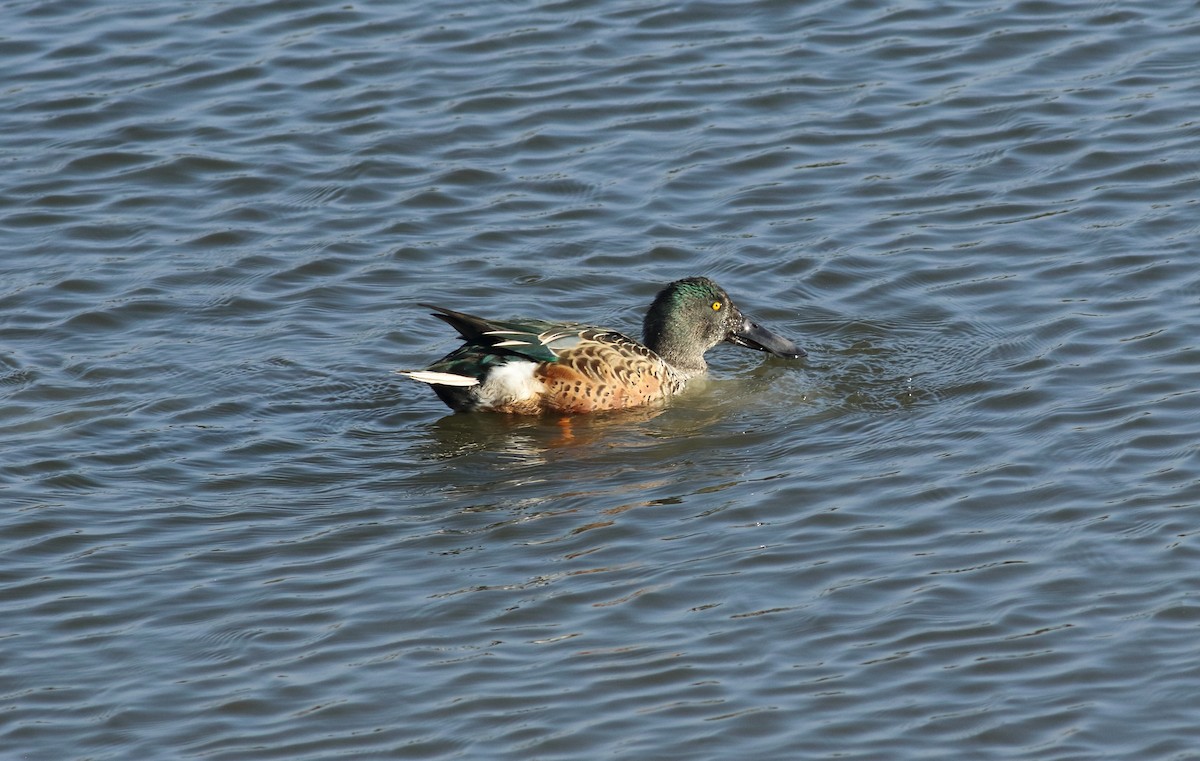 Northern Shoveler - ML72301121