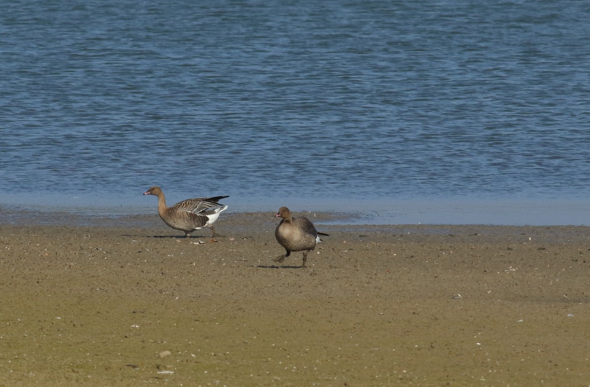 Pink-footed Goose - ML72301211