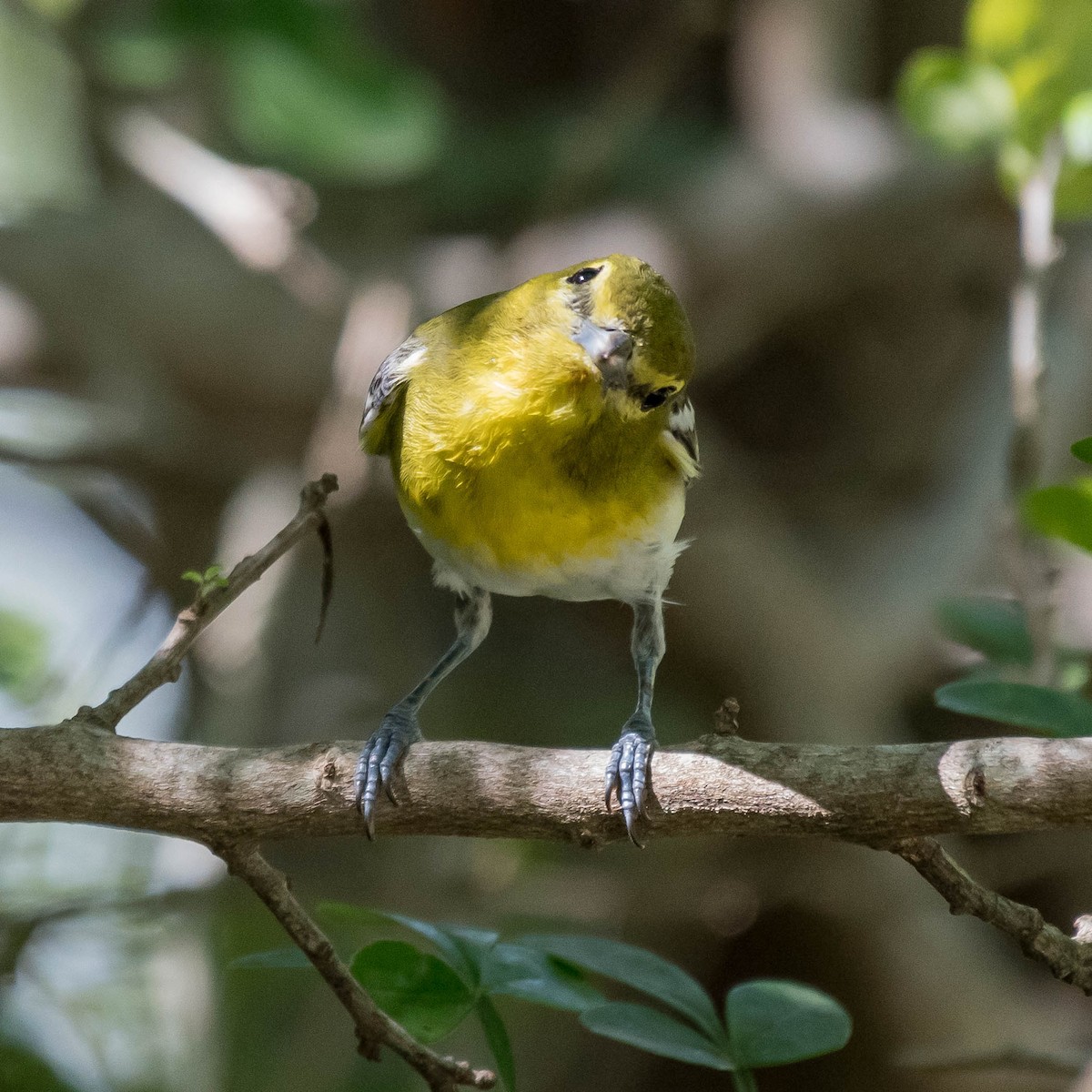 Yellow-throated Vireo - ML72301271