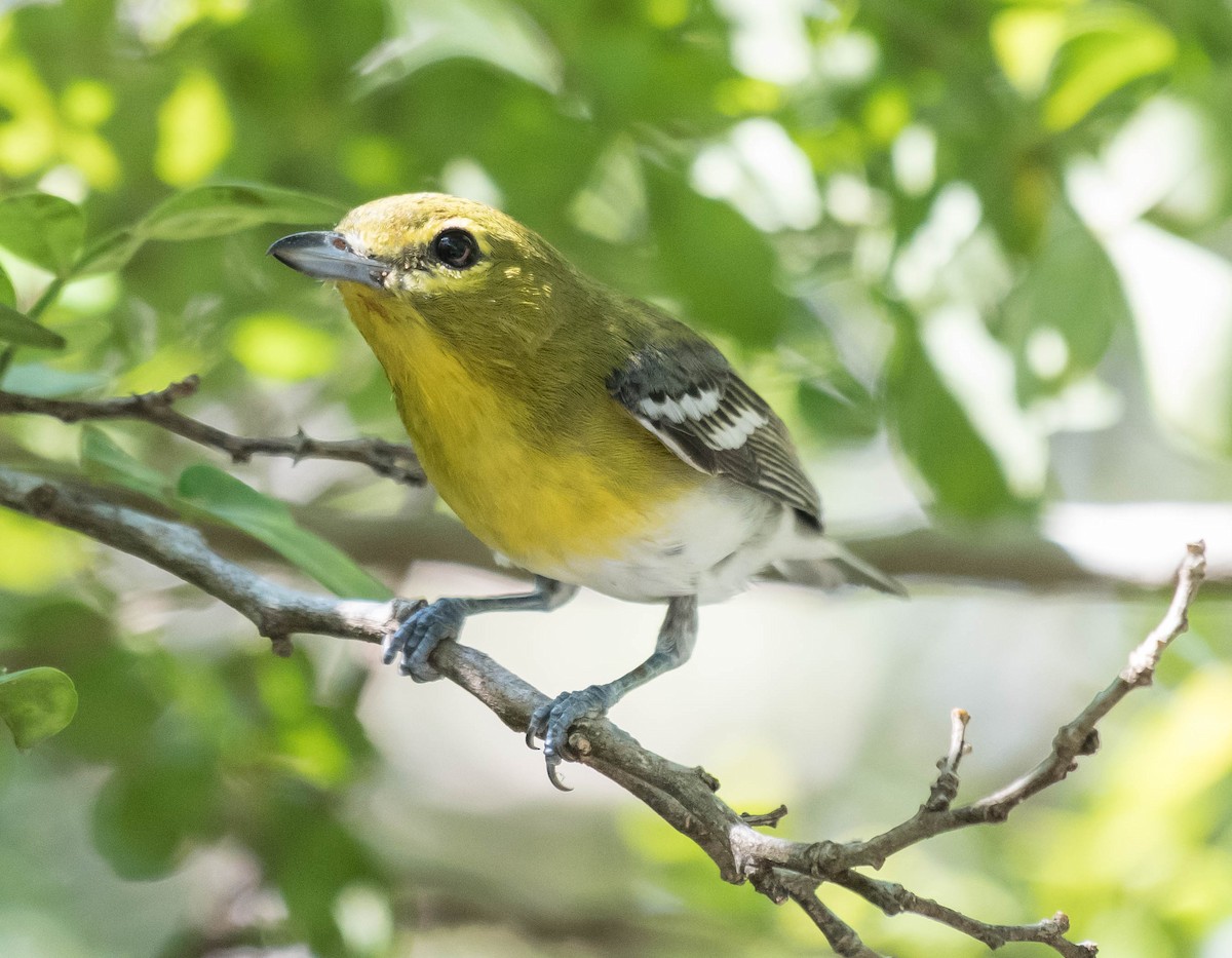 Yellow-throated Vireo - ML72301281