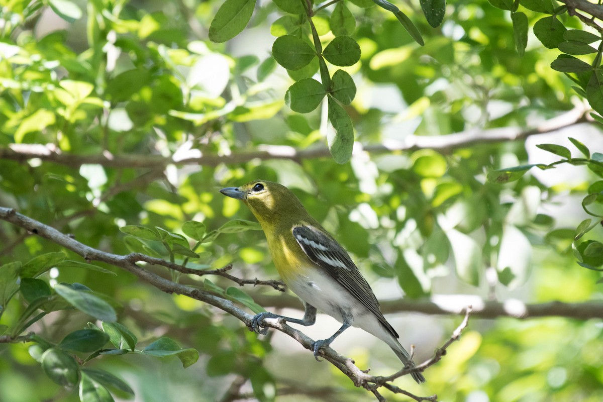 Yellow-throated Vireo - ML72301291
