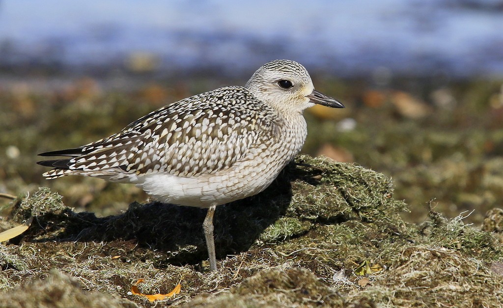 Black-bellied Plover - Julie Gidwitz