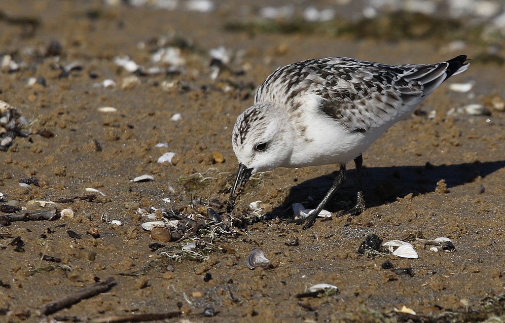 Bécasseau sanderling - ML72301431