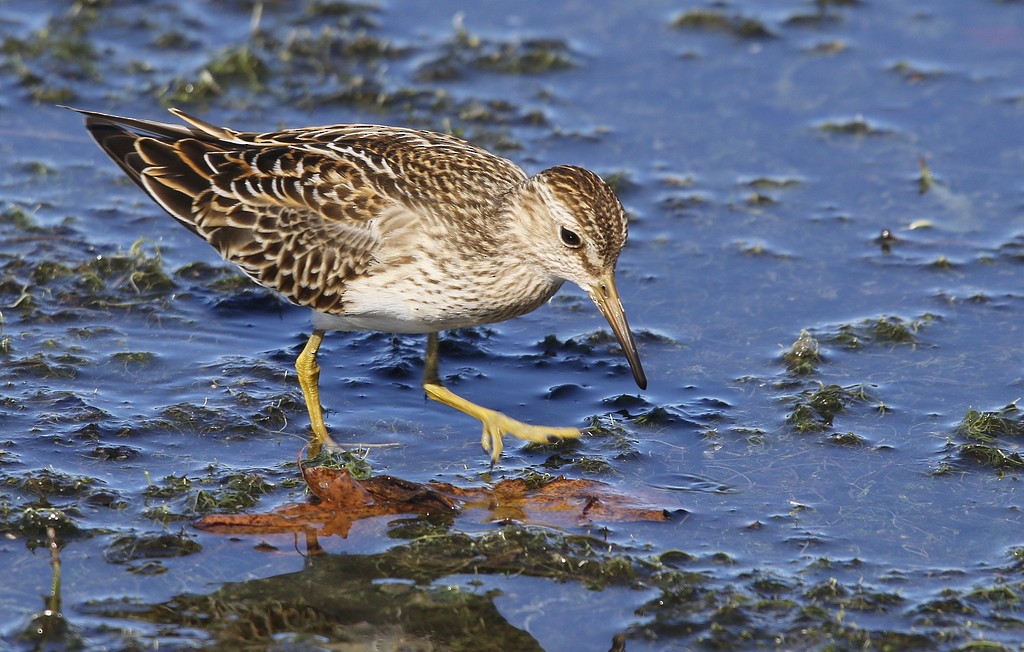 Graubrust-Strandläufer - ML72301491