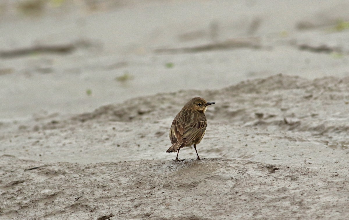Rock Pipit - ML72301691