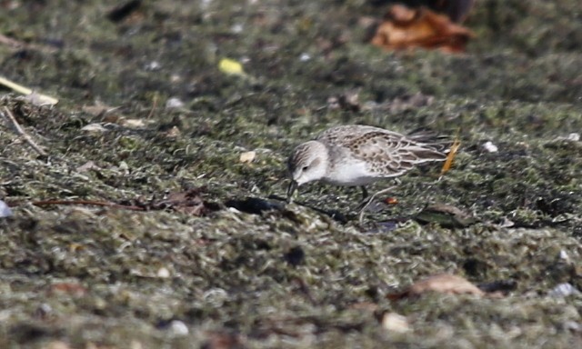 Semipalmated Sandpiper - Julie Gidwitz