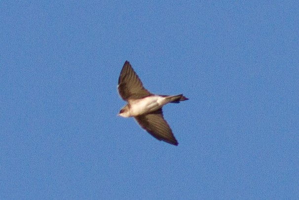 Tree Swallow - Justyn Stahl