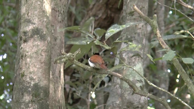 Shining Flycatcher - ML723062