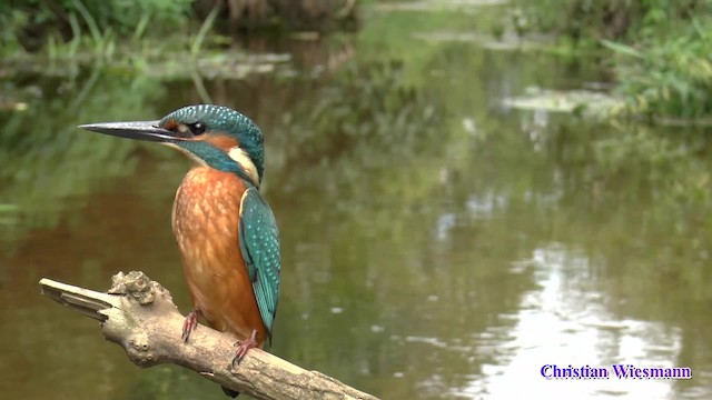 Common Kingfisher (Common) - ML723075