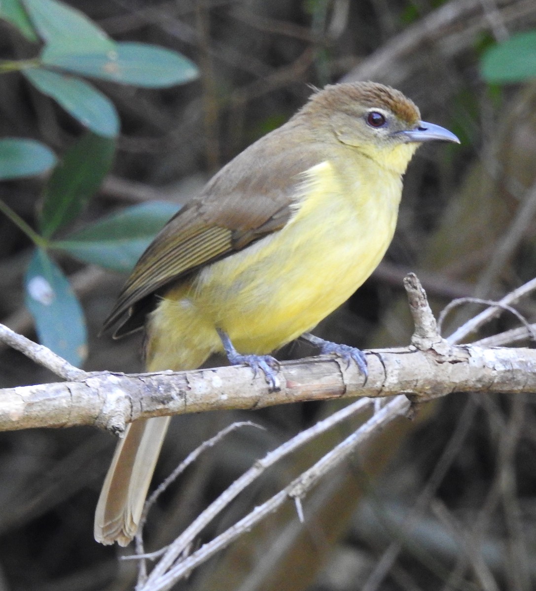 Yellow-bellied Greenbul - Niel Bruce