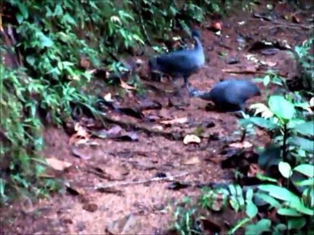 Gray Tinamou - ML723101