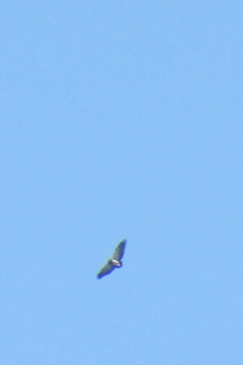 Black-chested Buzzard-Eagle - ML72310561