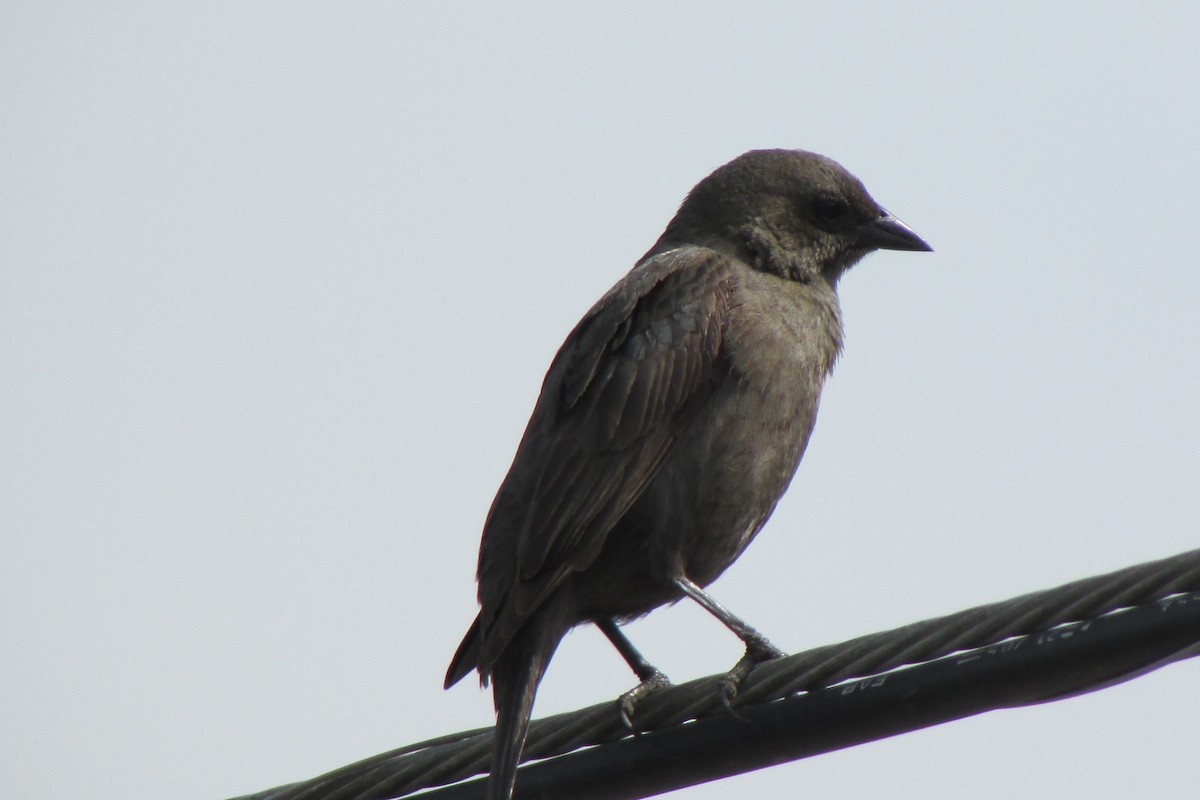 Shiny Cowbird - ML72310831