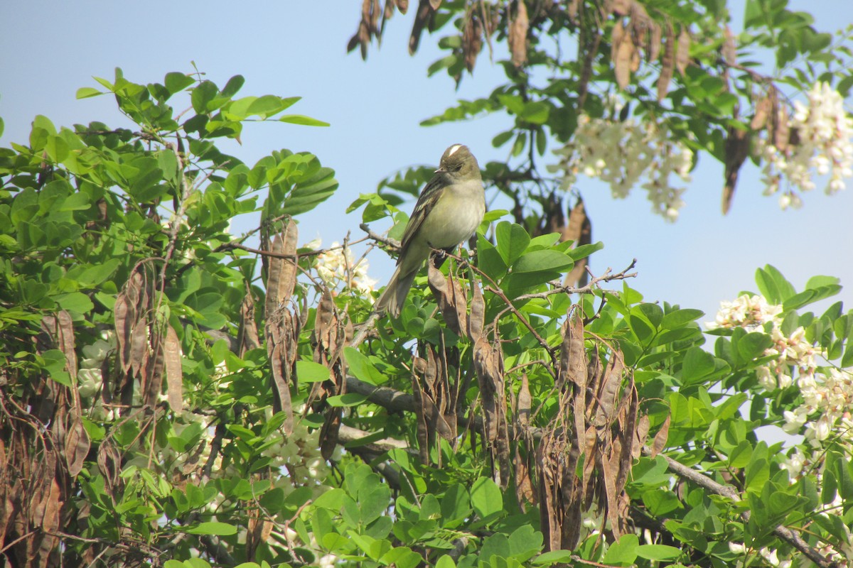 White-crested Elaenia - ML72310861
