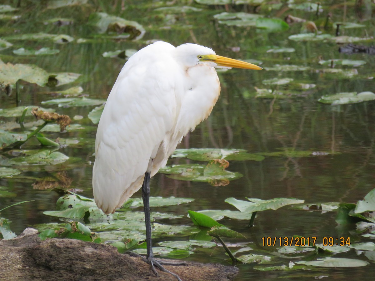 Great Egret - ML72311051