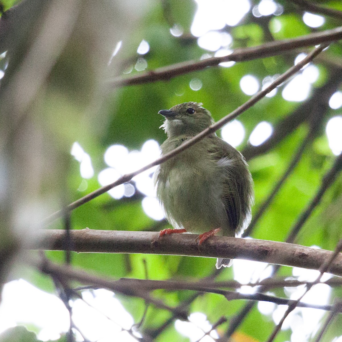 White-bearded Manakin - ML72311121