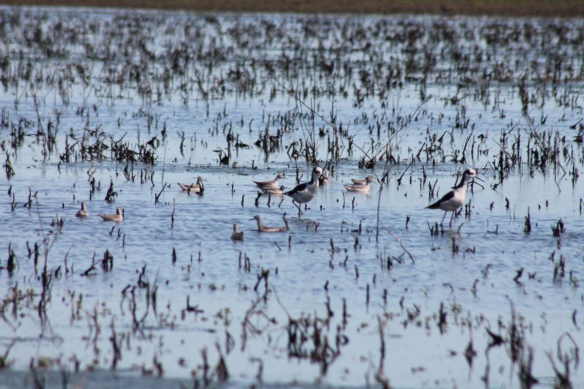 Wilson's Phalarope - ML72311391