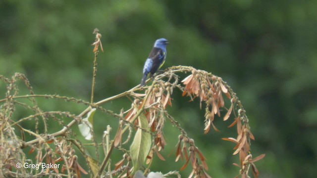 Turquoise Tanager - ML723116