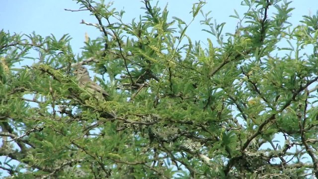 Tufted Tit-Spinetail - ML723118