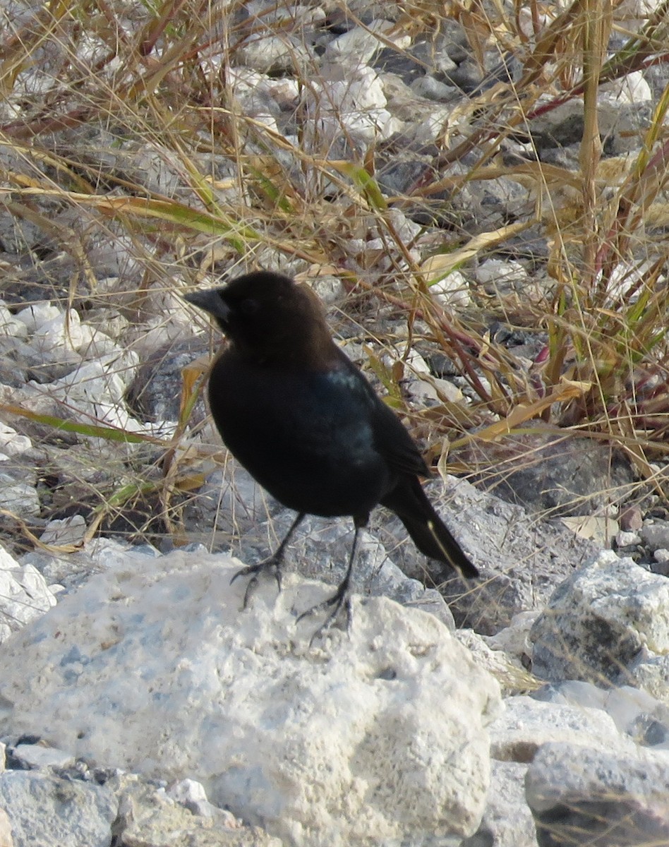 Brown-headed Cowbird - ML72312251