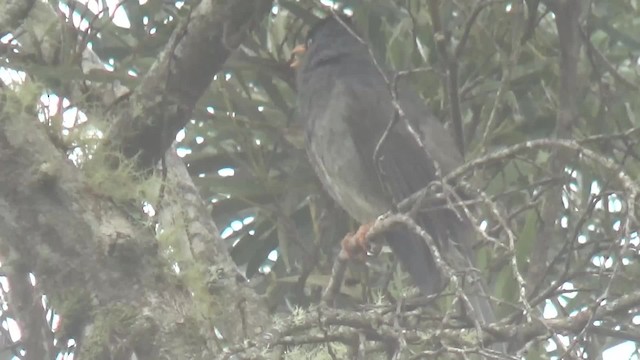 Reunion Bulbul - ML723125