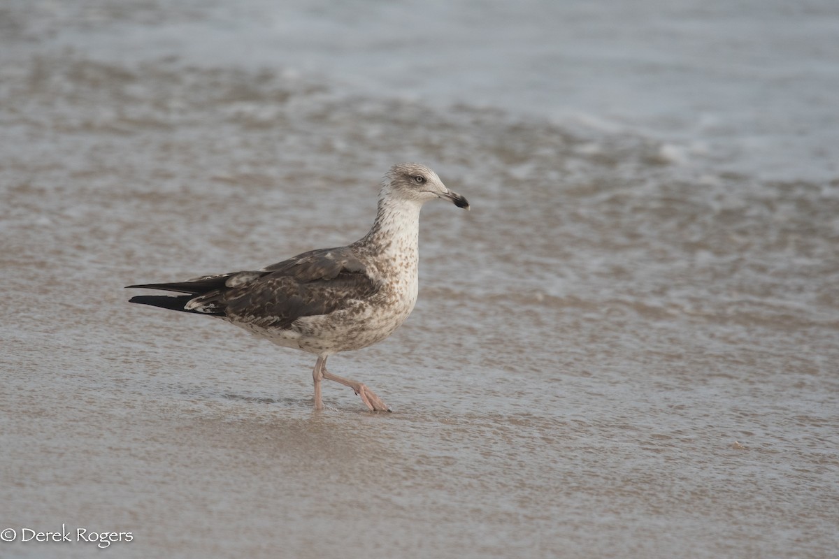 Lesser Black-backed Gull - Derek Rogers