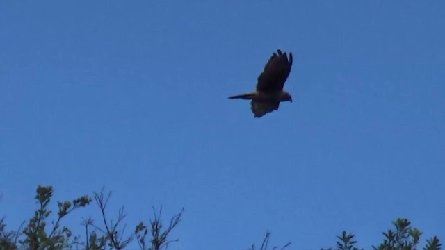 Reunion Harrier - ML723130